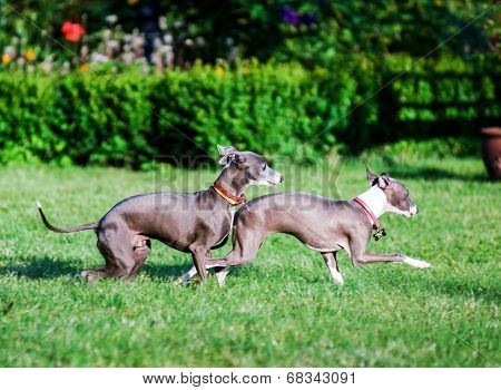 Italian Greyhound Playing In Countryside Park