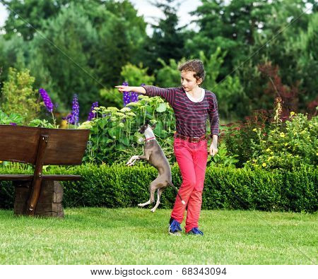 Italian Greyhound Playing In Countryside Park