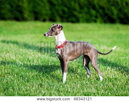 Italian Greyhound Playing In Countryside Park