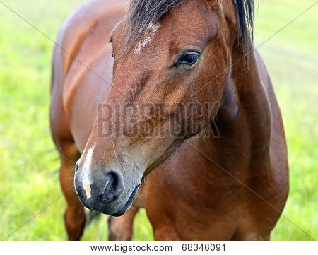 Horse