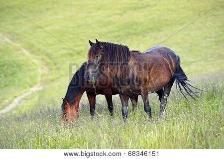 Horse