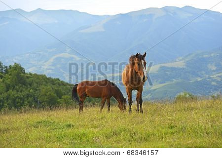 Horse