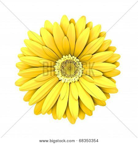 Yelow Daisy Flower Isolated - 3D Render