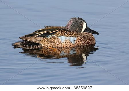 Blue-winged Teal