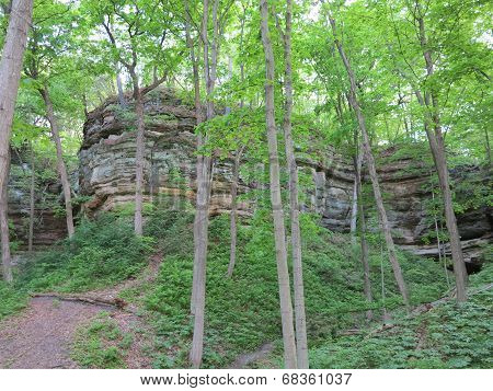 Spring Time Trees along one of the Box canyons at Starved Rock State Park
