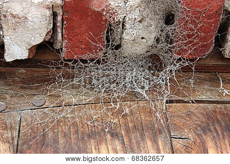 Spider Web