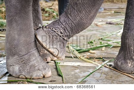 Elephant's Foot Tied To A Chain