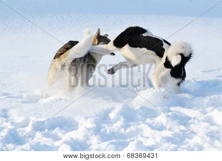 Ohotnichii dogs