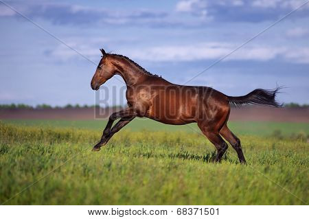 Young beautiful athletic horse with braided mane rides on the beautiful background
