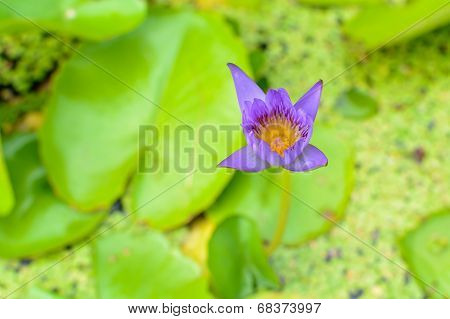 Beautiful Purple Lotus