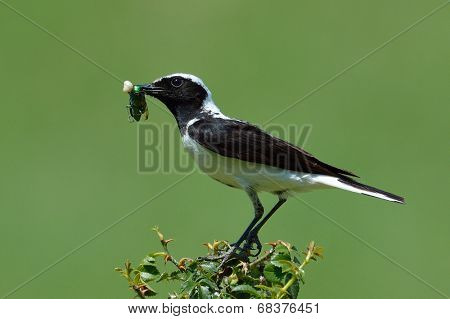 The pied wheatear (Oenanthe pleschanka) n natural habitat