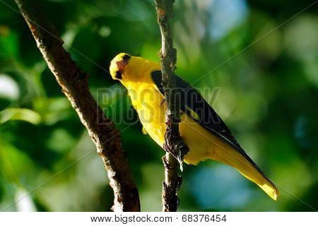 Golden Oriole in natural habitat - male (Oriolus oriolus)