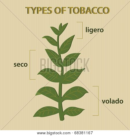 Types Of Tobacco