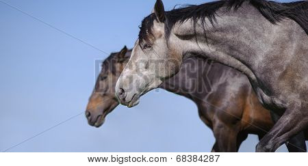 Portrait of a beautiful gray horse in motion on the background of blue sky and the other horse