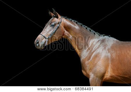 Portrait of a young bay horse sports in the bridle with braided mane on a black background
