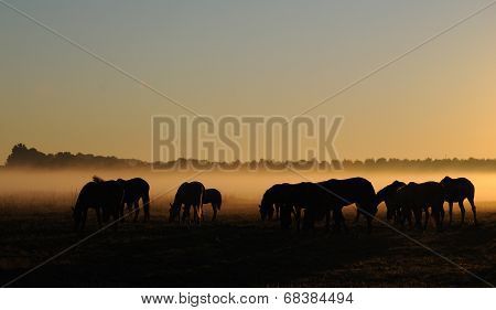 Herd of horses grazing in a field on a background of fog and sunrise