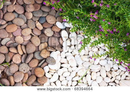 Multi-colored River Rocks