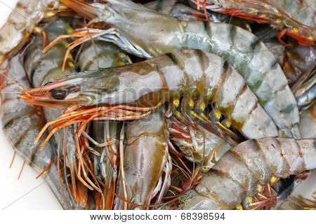 Tiger Prawn