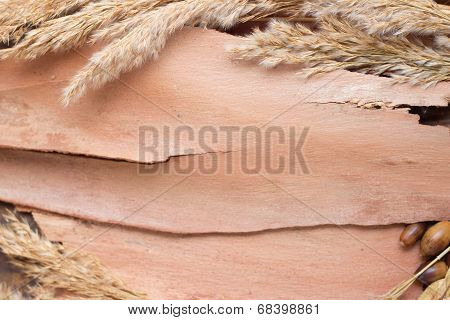 Autumn background