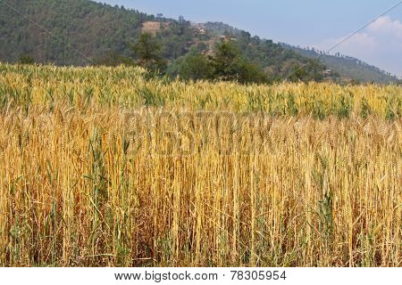 Golden color of Wheat field along the mountain in Sanga, Nepal, ready to be harvested soon