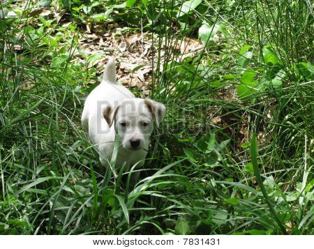 Jack Russell chiot