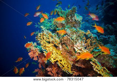 Tropical Anthias fish with net fire corals on Red Sea reef underwater