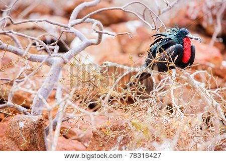 Male magnificent frigatebird at Galapagos Island of  North Seymour