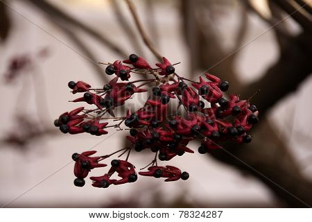 FLOWER SEEDS