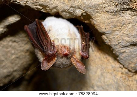 Greater mouse-eared bat ( Myotis myotis)
