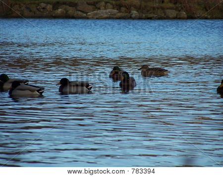 duckpond