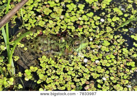 Bullfrog