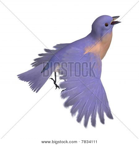 Uccello femmina occidentale Bluebird