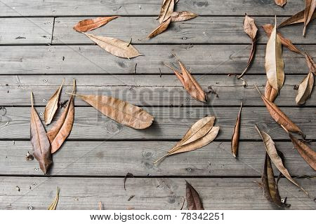 Falled Dry Leaf