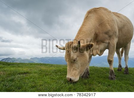 Cow in mountaints with dramatic sky and green grass