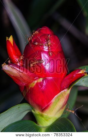 Macro Cane Red The Seasonal With Ant