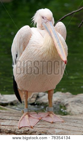 Pelicans