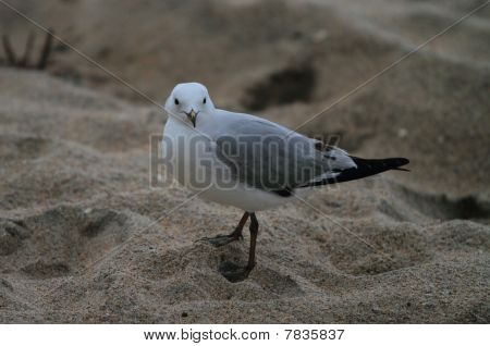 Guarda sospettoso