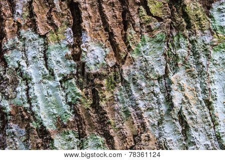 Tree Bark Texture