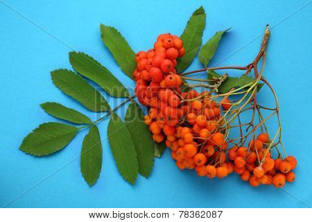 Red Ashberry