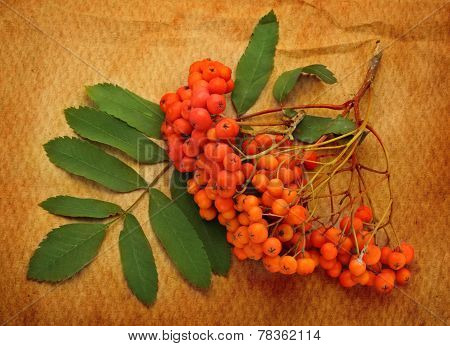 Red Ashberry