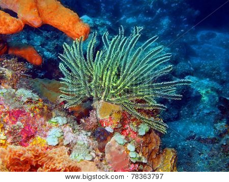 Crinoid