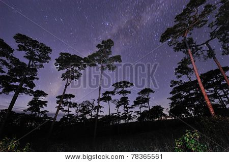 Beautiful night sky full of stars at pine tree forest Phu Soi Dao national park Uttaradit province T