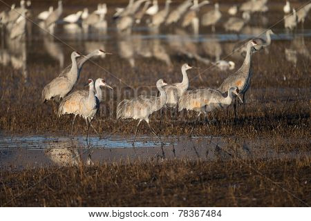 Sandhill cranes at Bosque del Apache National Wildlife Refuge in San Antonio New Mexico