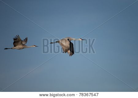 Sandhill cranes flying at Bosque del Apache National Wildlife Refuge in San Antonio New Mexico