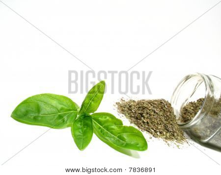 Sweet basil