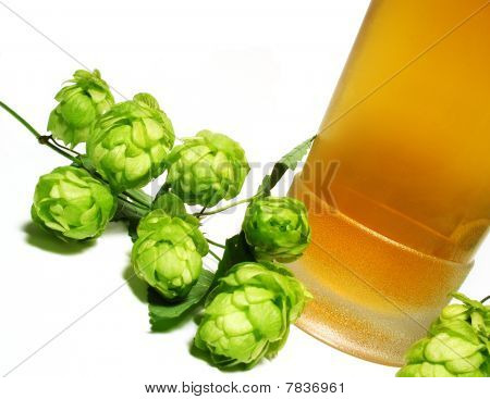 Bier