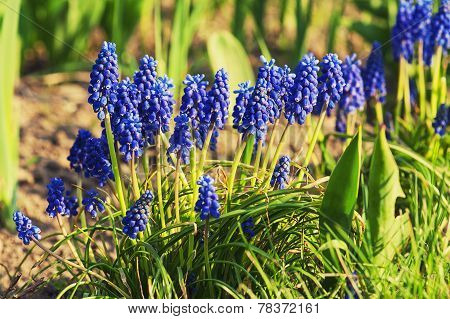 Muscari neglectum