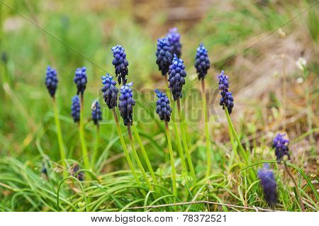 Muscari neglectum