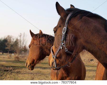 two brown horses in the pasture