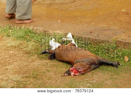 Hindu devotees make animal sacrifice during Bonalu festival to prepare bonam as offering to goddess